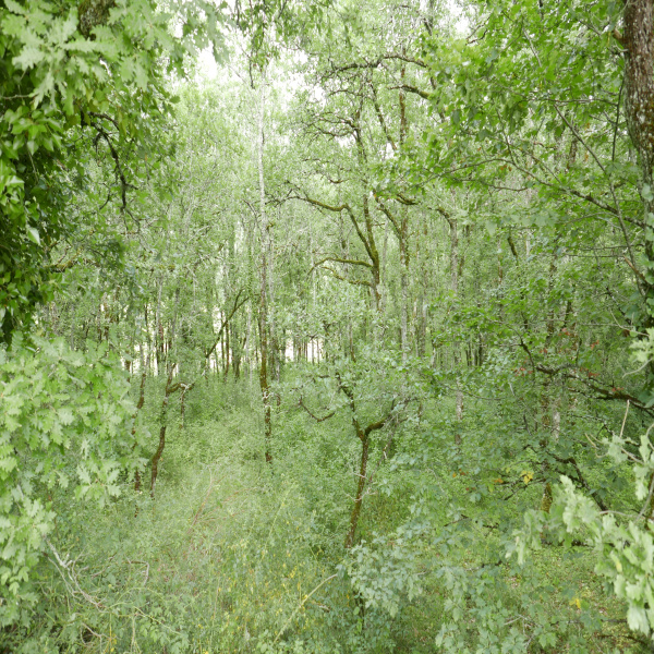 Offres de vente Terrain Labastide-du-Vert 46150