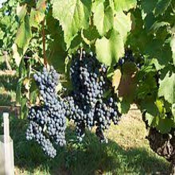Offres de vente Autre Luzech 46140